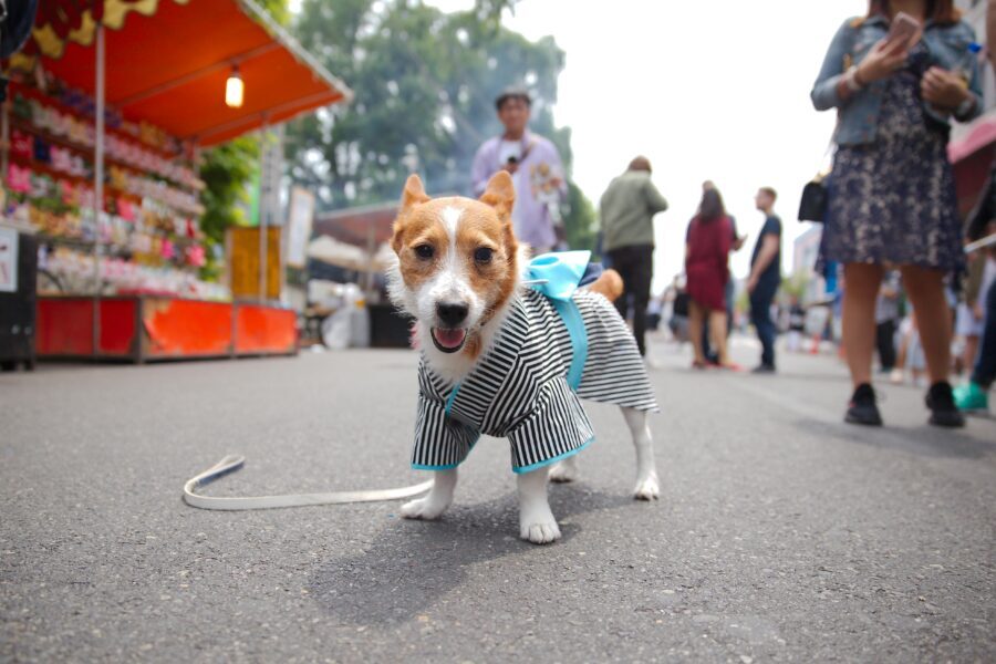 Tokyo: Private Kimono Experience & Local Food Walking Tour 1